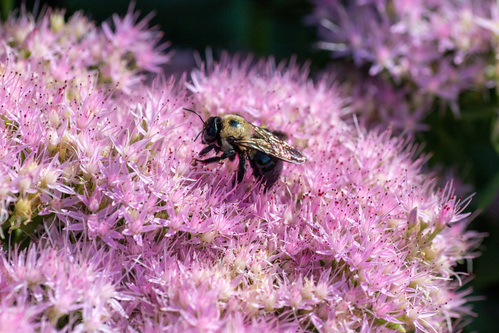 A bee on a sedum plant.
