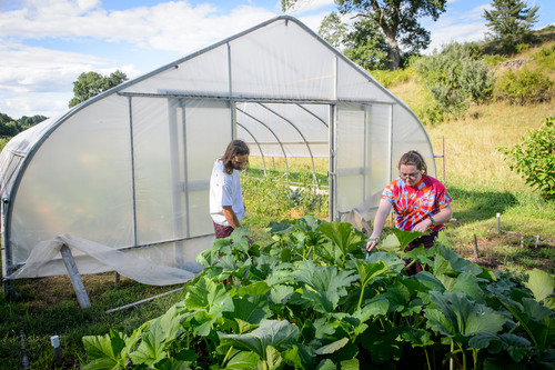 Students pick vegetables at spring valley student farm