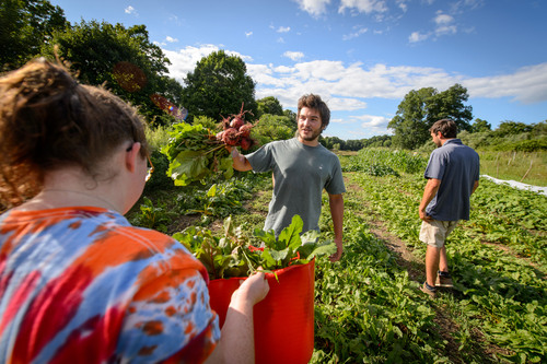 Students in a vegetable patch