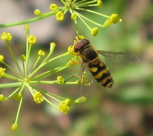 Hover fly on Dill Flower