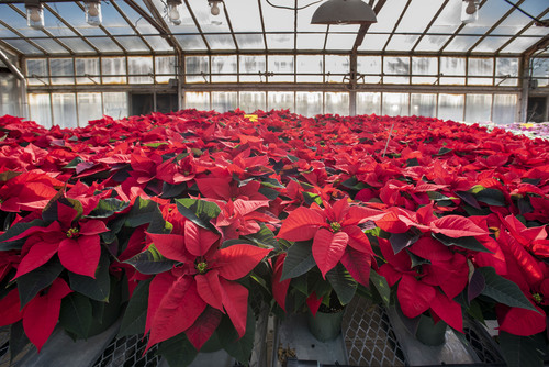 Poinsettias at the Floriculture Greenhouses