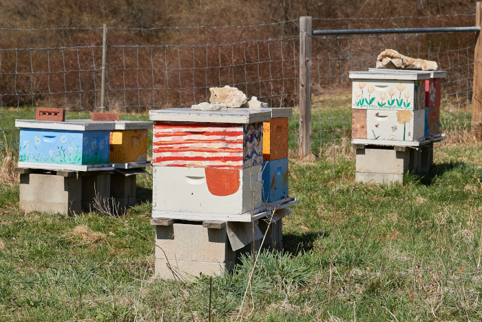 Beekeeping club