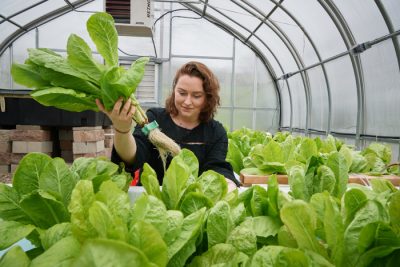 A student examines the root system of hydroponically grown lettuce in a greenhouse.