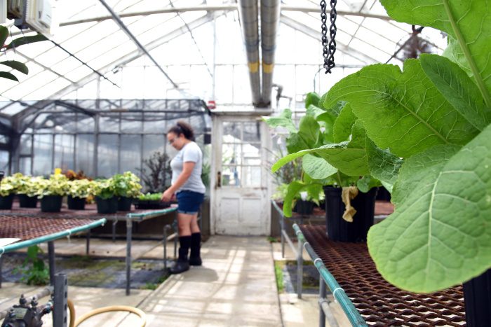 Student in Floriculture Greenhouses
